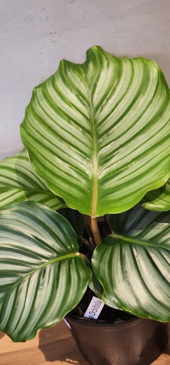 Calathea Orbifolia Houseplant