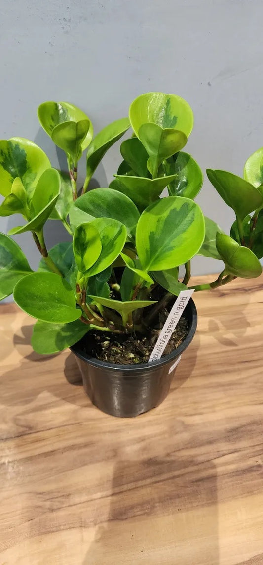 Peperomia Lemon Lime Houseplant