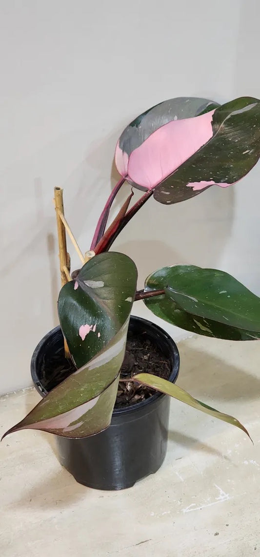 Philodendron Pink Princess Marble
