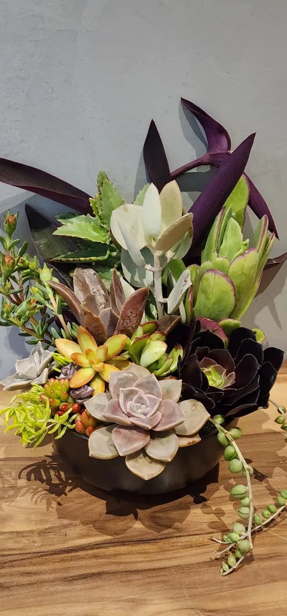 Plant Burst Specialty Pot