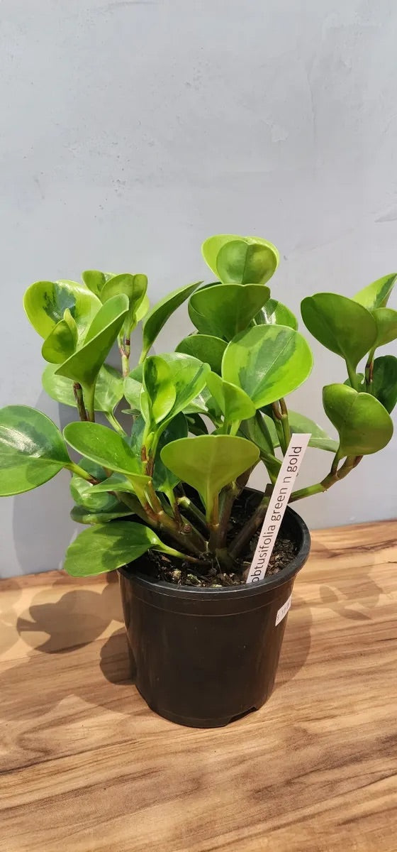 Peperomia Lemon Lime Houseplant