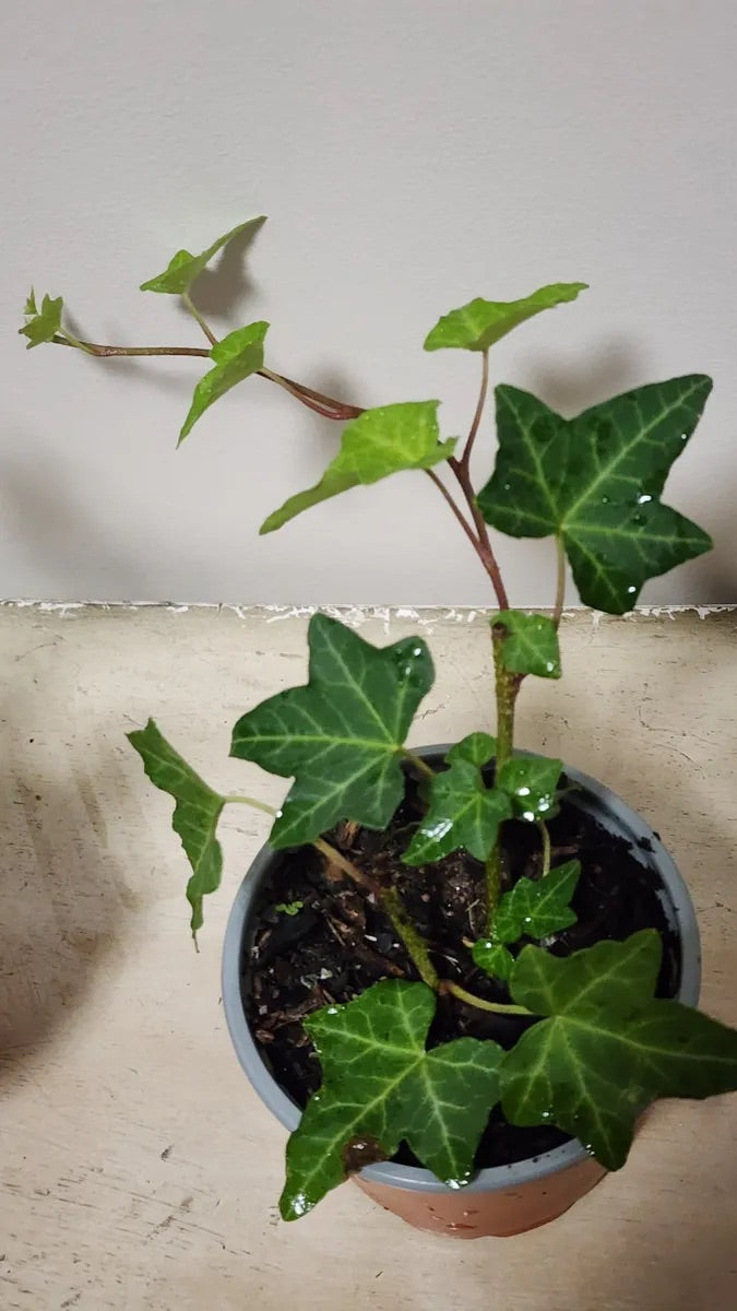 Ivy Plant