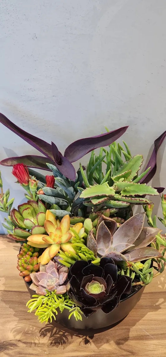 Plant Burst Specialty Pot