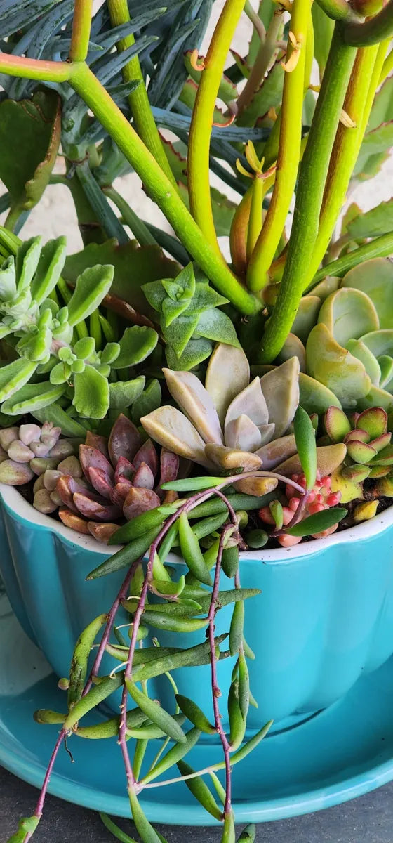 Teacup & Saucer Succulent Arrangement