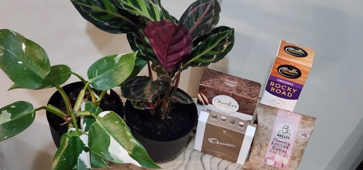 Plant and Sweet Box