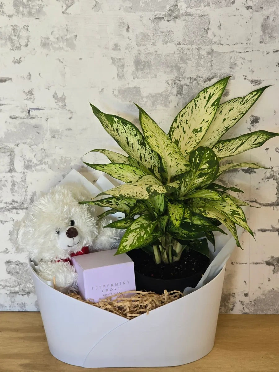 Bear and Plant Hamper