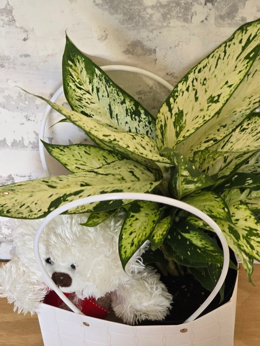 Bear & Plant Hamper