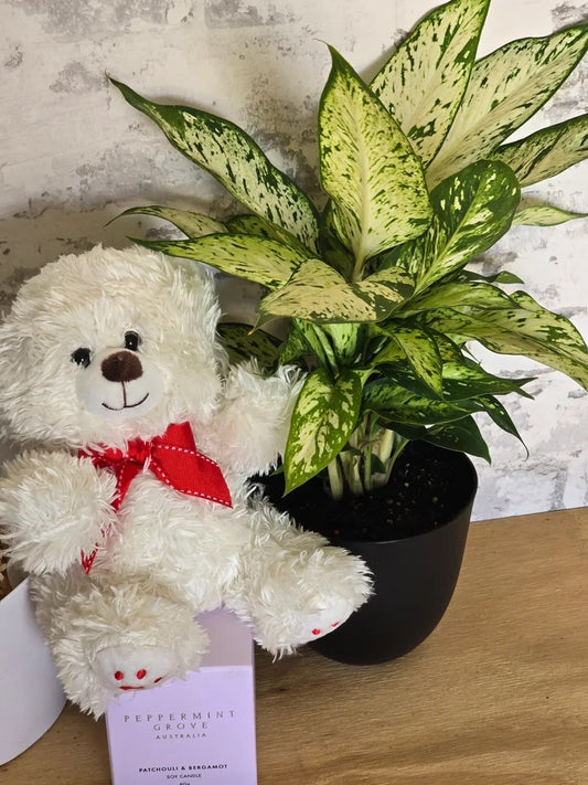 Bear and Plant Hamper