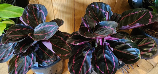 Plant Subscription Gift