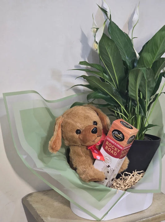 Paws, Plant & Chocolate Hamper