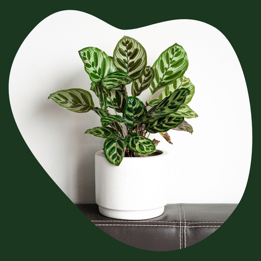 Indoor Plants