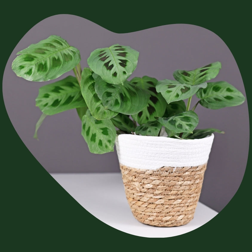 Plant Subscription