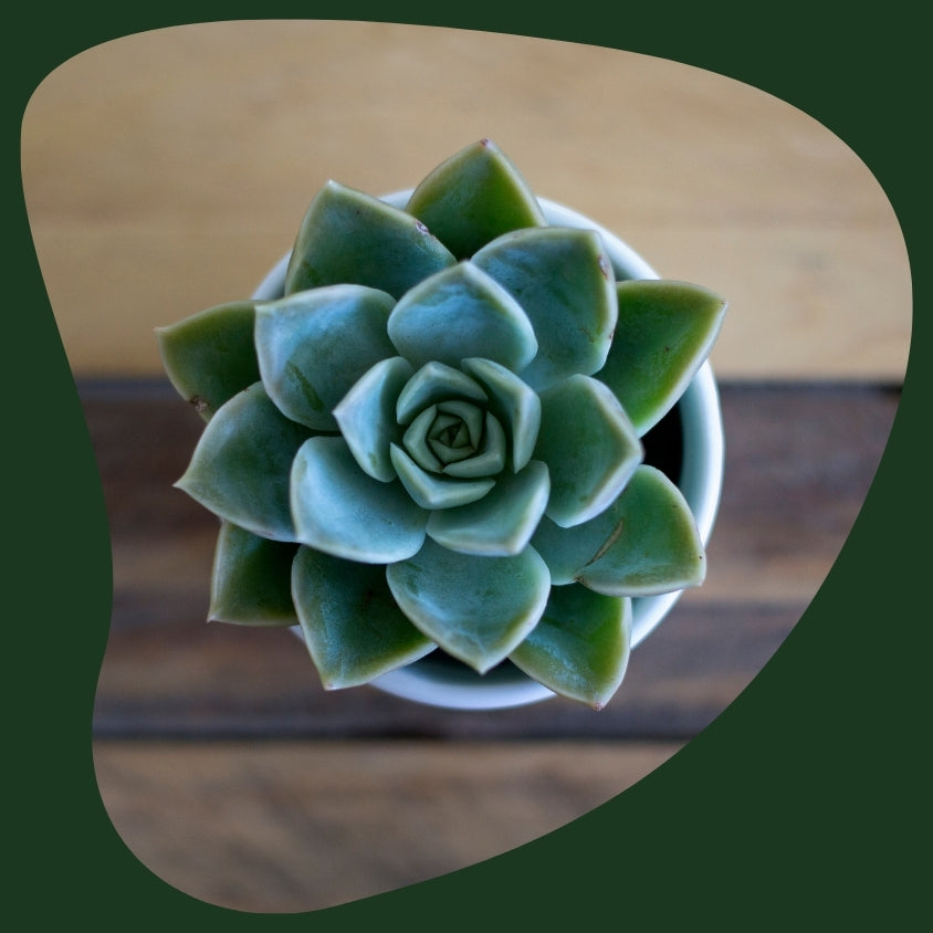 Succulent Gifts