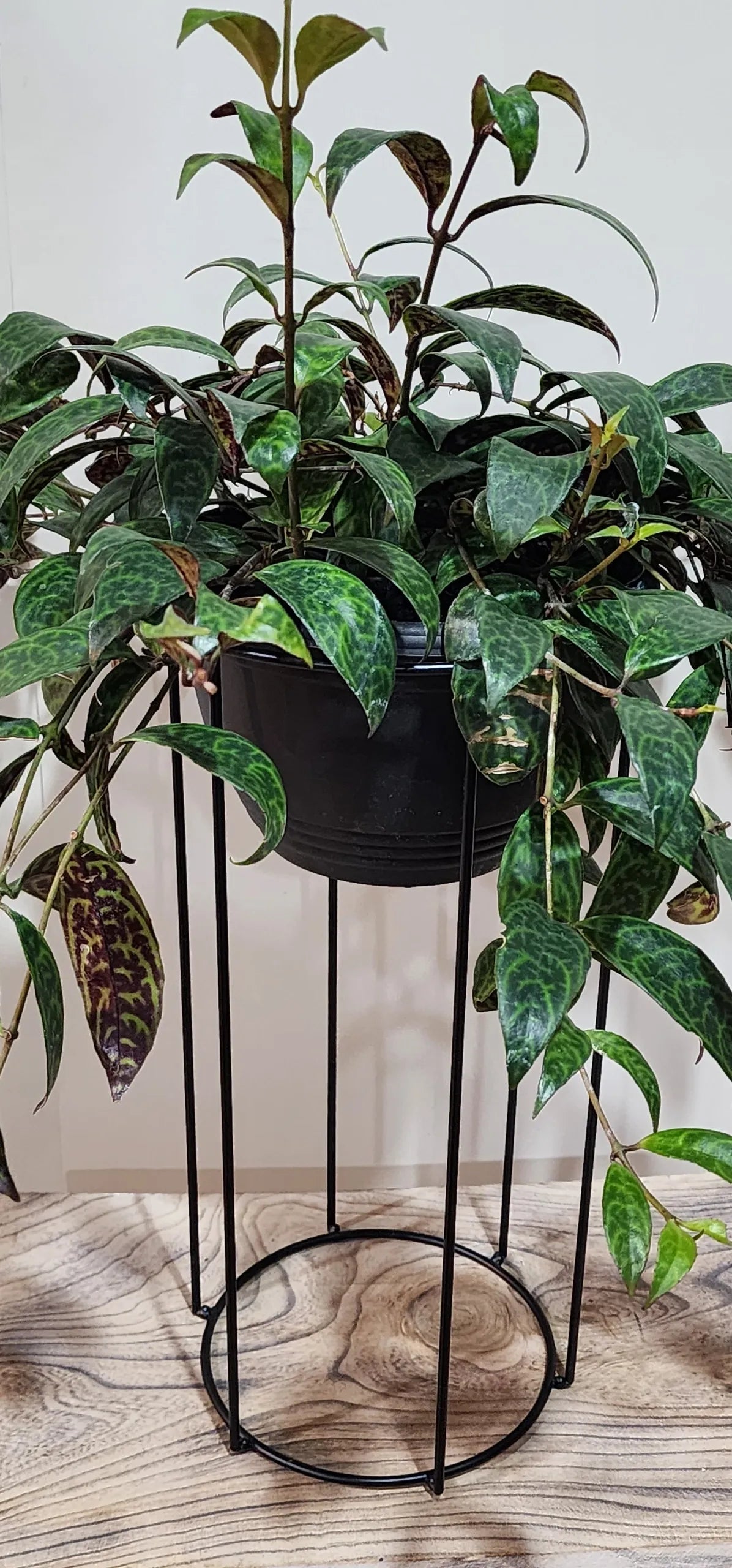 Pot Plant Stand