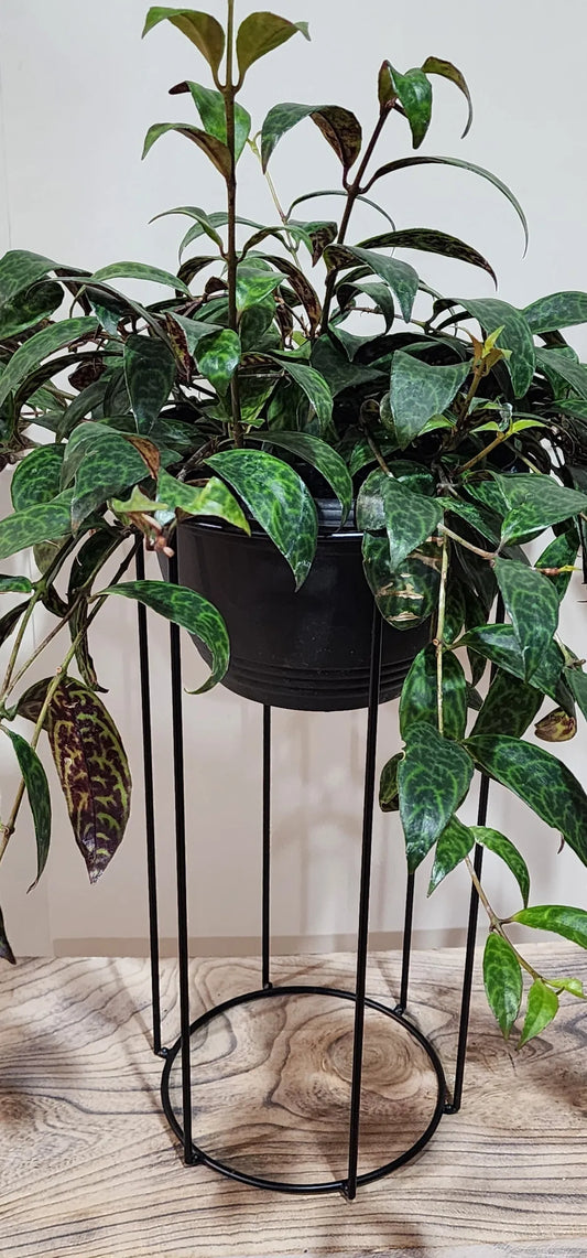 Pot Plant Stand