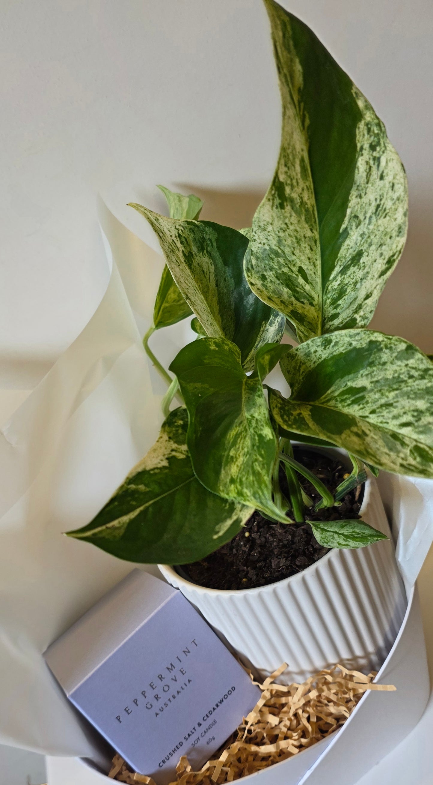 Leaf & Light Gift Set