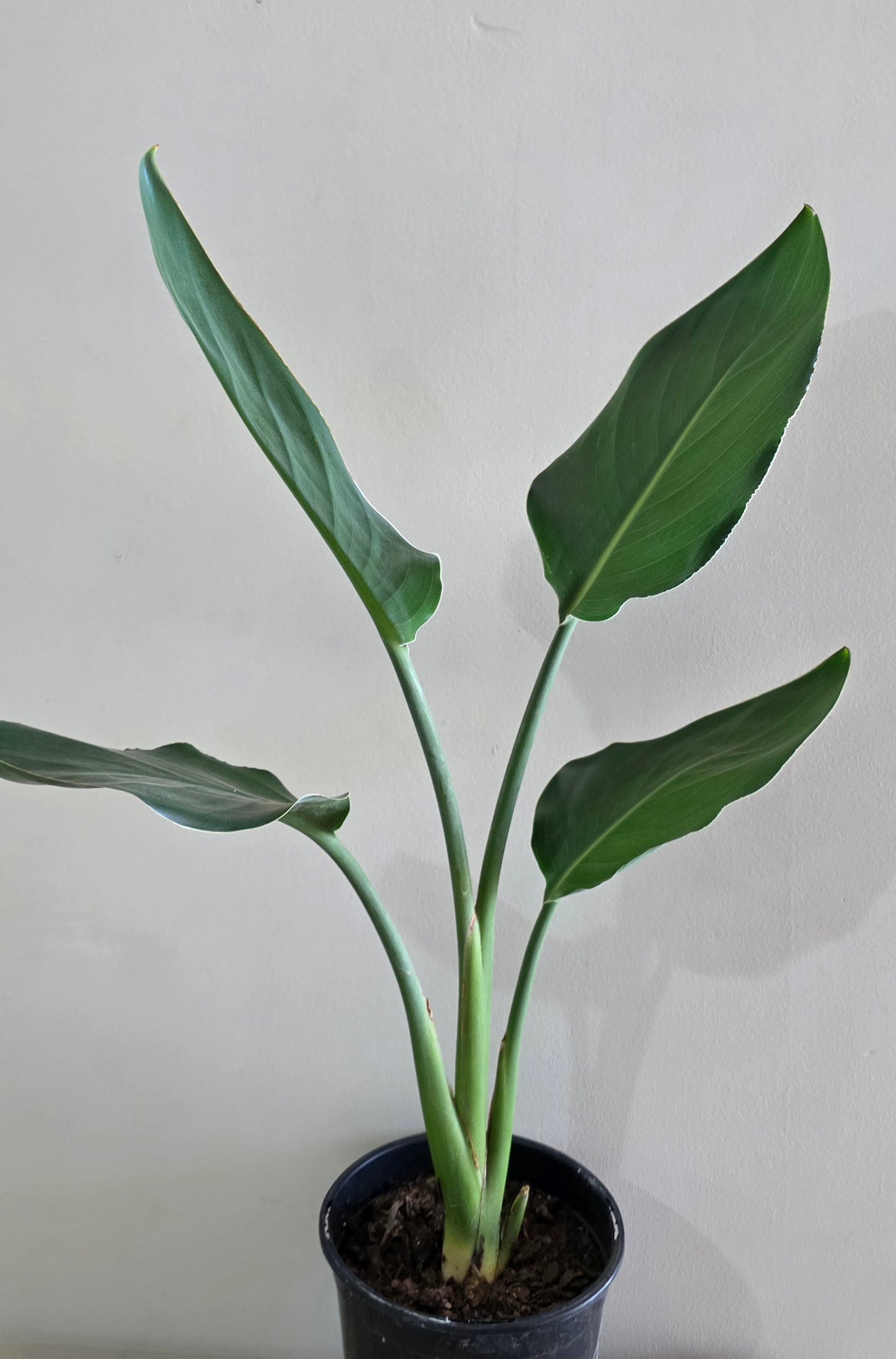 Strelitzia Reginae- Bird Of Paradise