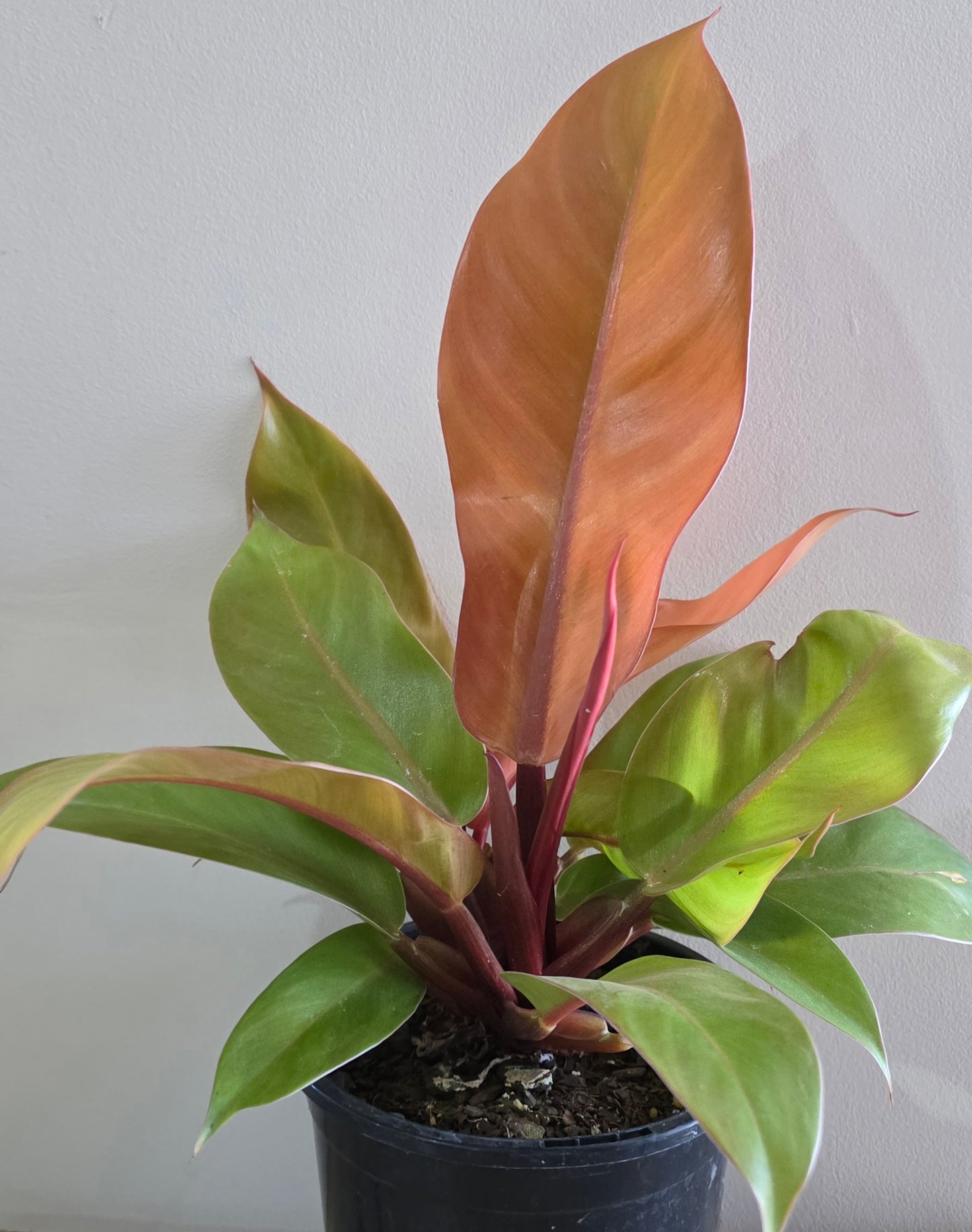 Philodendron Prince Of Orange Houseplant