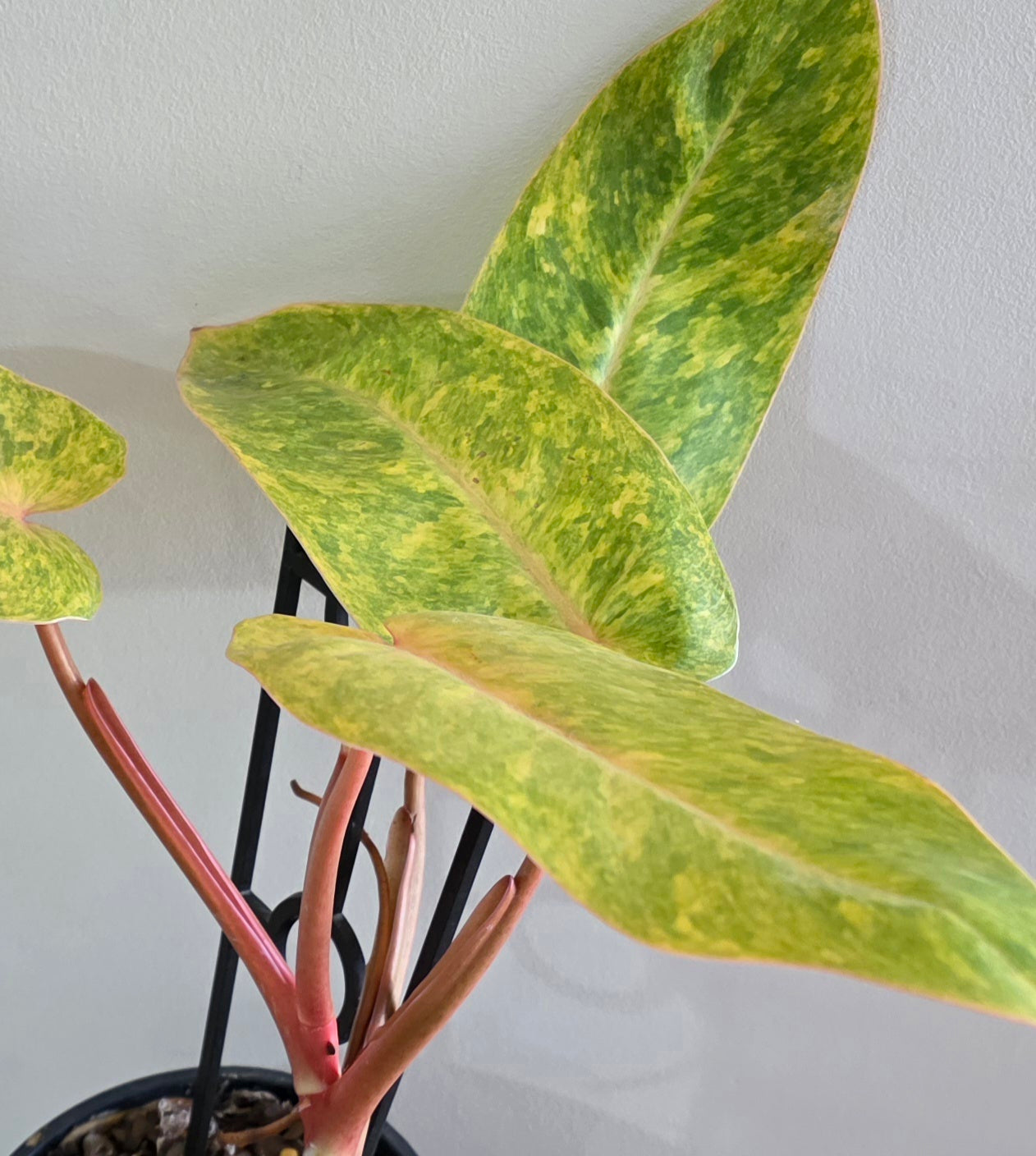 Philodendron Painted Lady