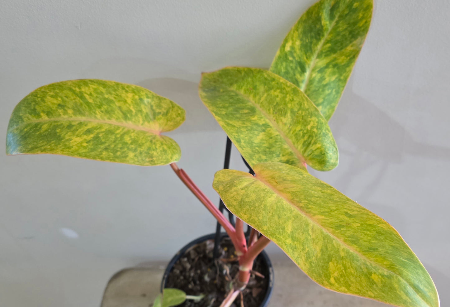 Philodendron Painted Lady