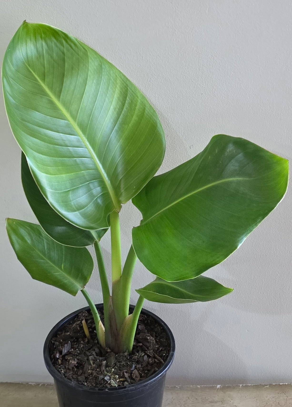 Strelitzia Nicolai-Bird Of Paradise-White Flower