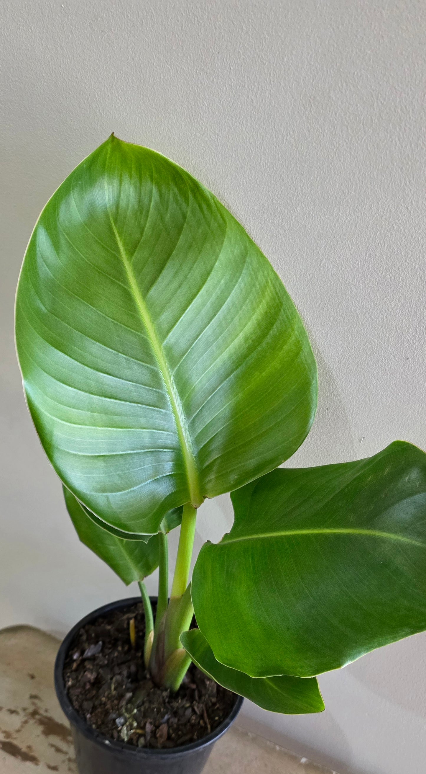 Strelitzia Nicolai-Bird Of Paradise-White Flower