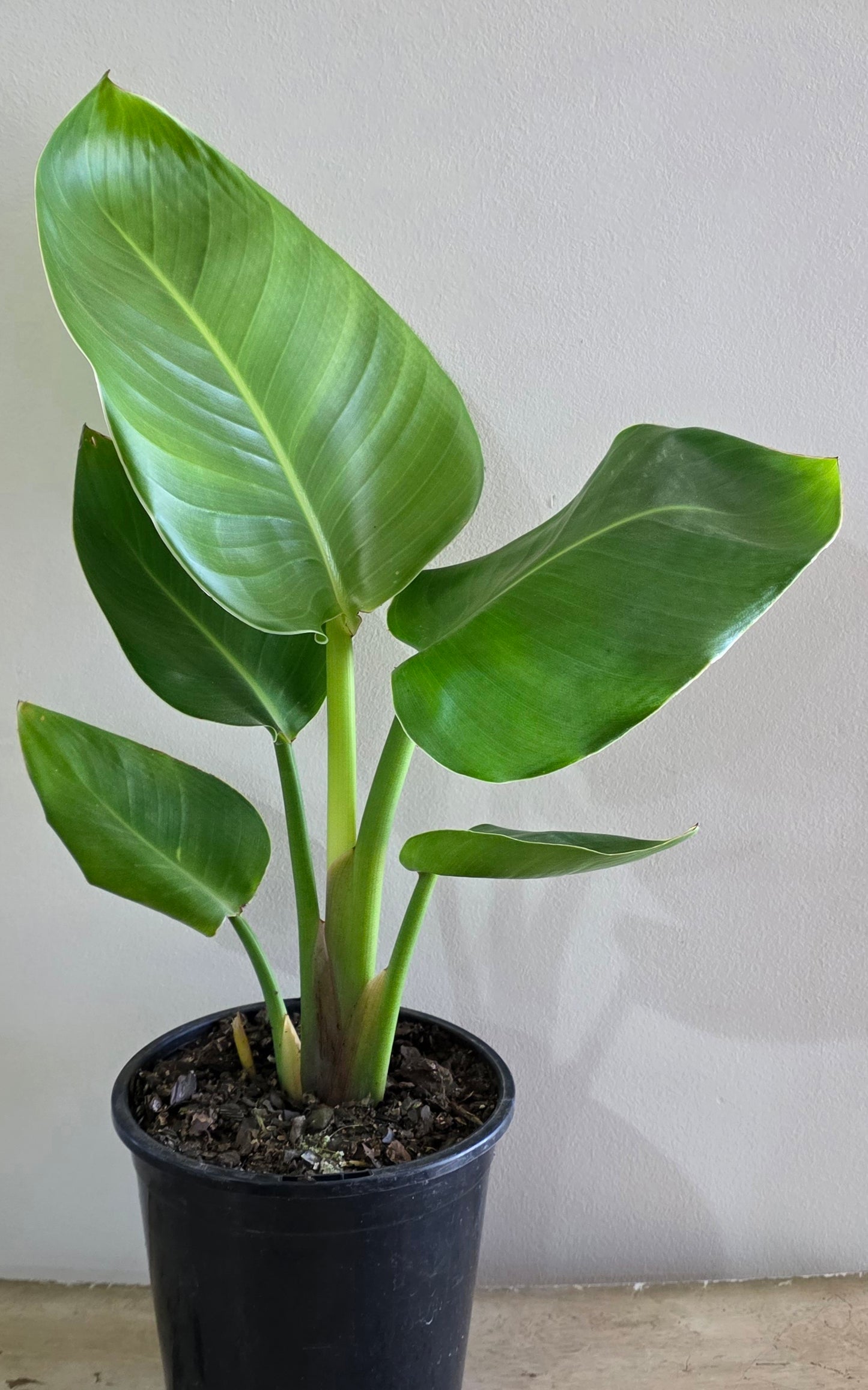 Strelitzia Nicolai-Bird Of Paradise-White Flower