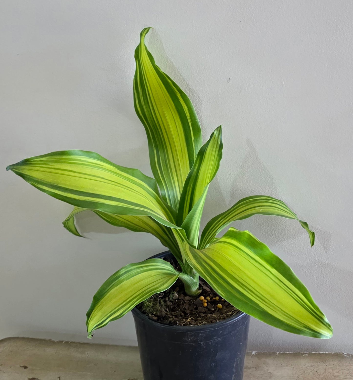 Dracaena Fragrans Marley