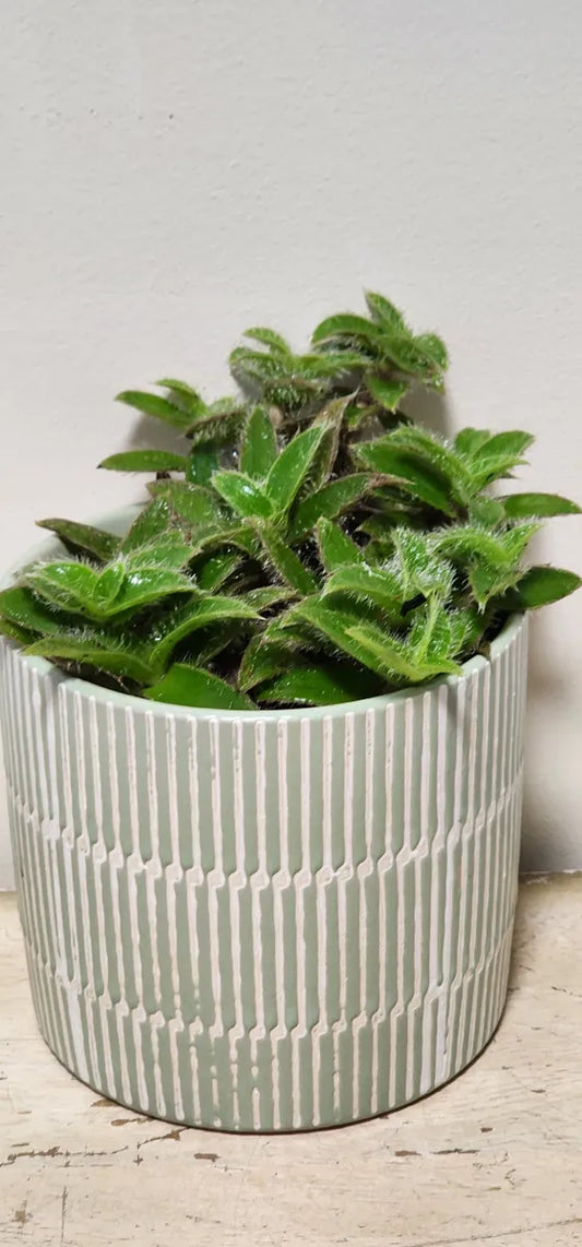 Cyanotis Somaliensis Plant Gift