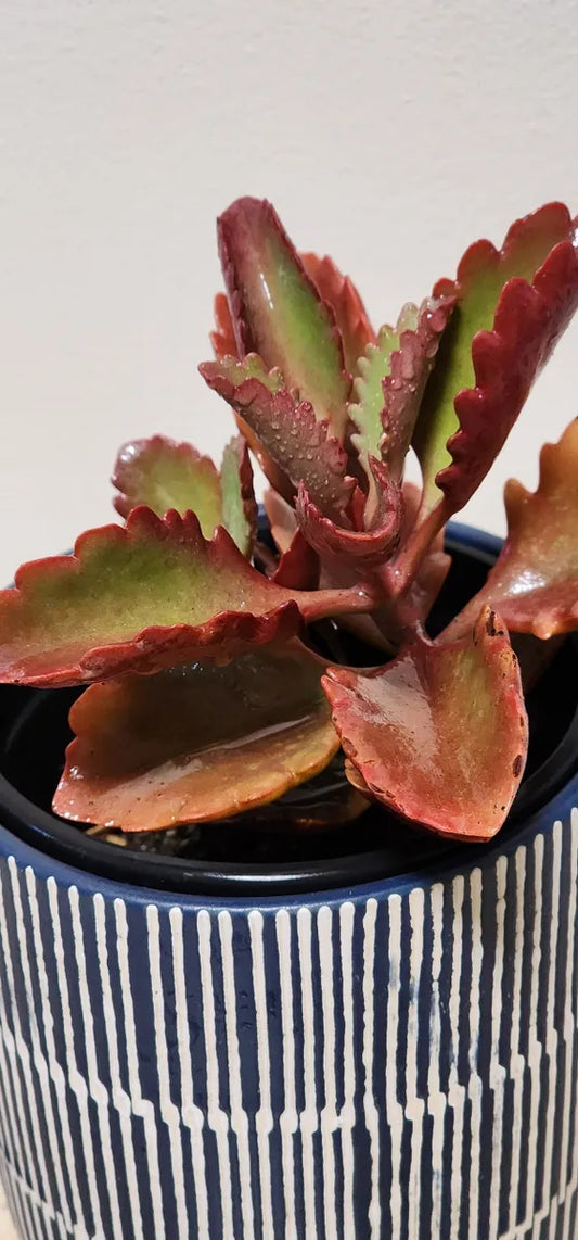 Kalanchoe Sexangularis Succulent Gift