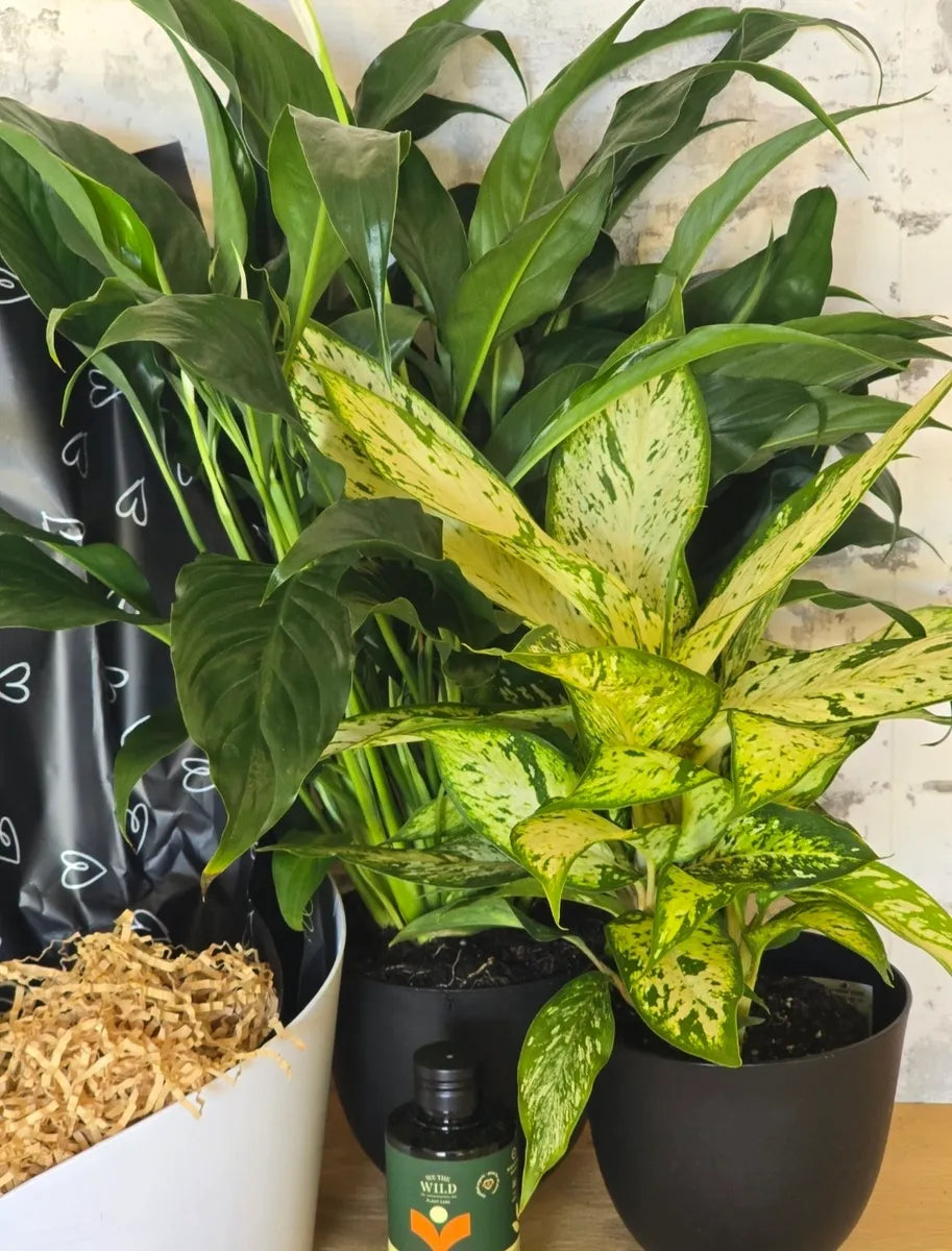 Plant Duo Hamper