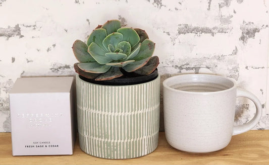 Plant & Candle Hamper