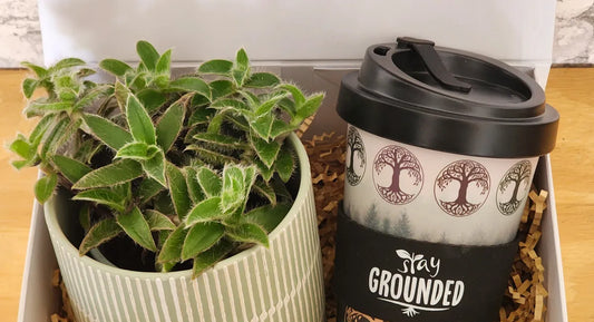 Plant & Coffee Cup Hamper