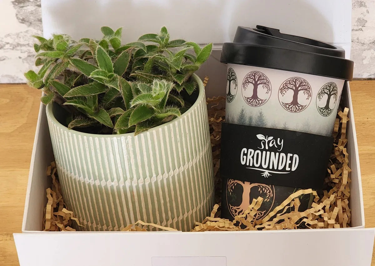 Plant & Coffee Cup Hamper