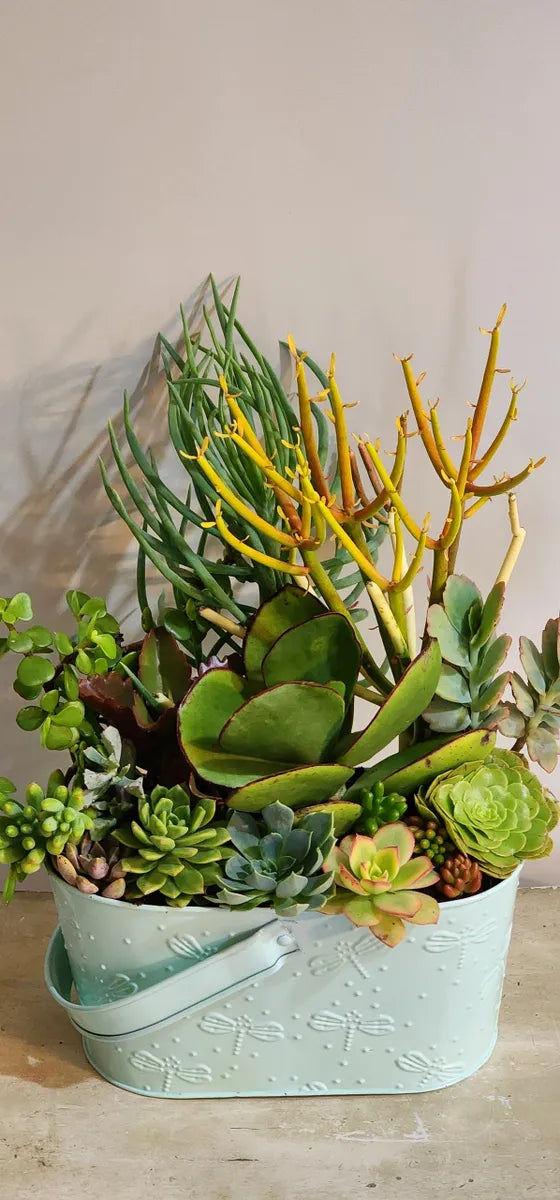 Stunning Potted Succulent Gifts