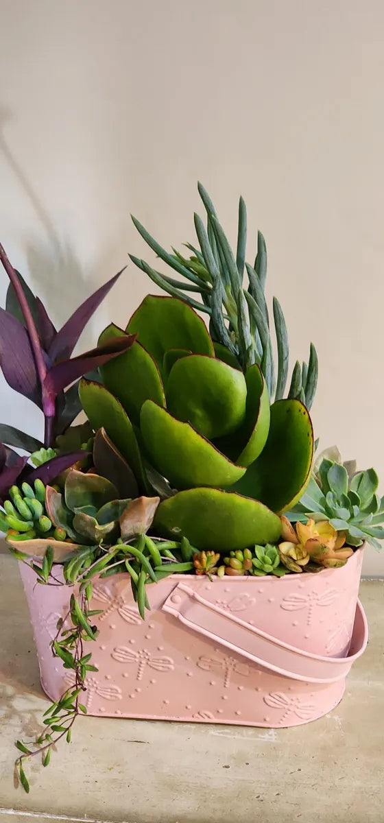 Stunning Potted Succulent Gifts