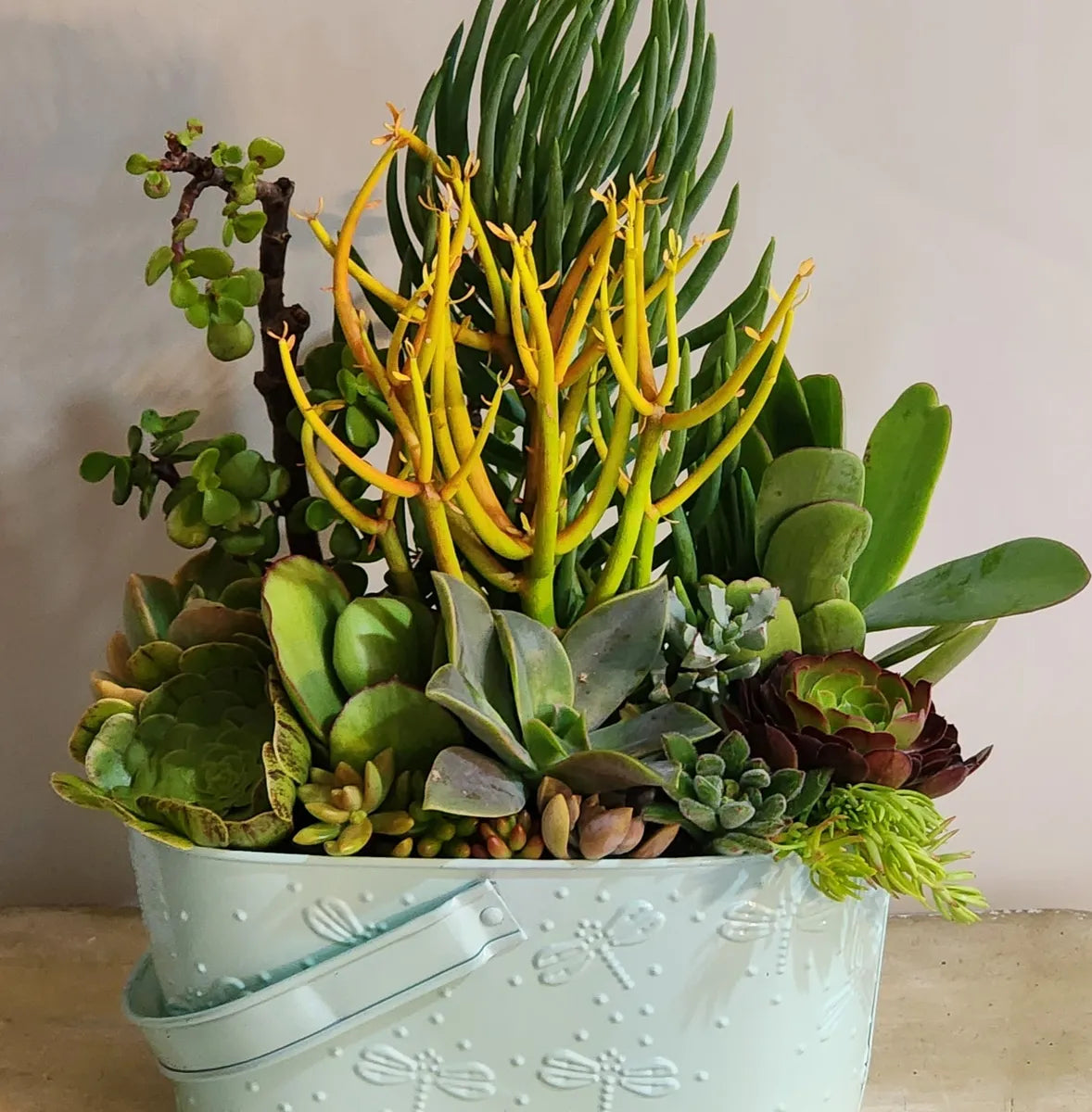 Stunning Potted Succulent Gifts