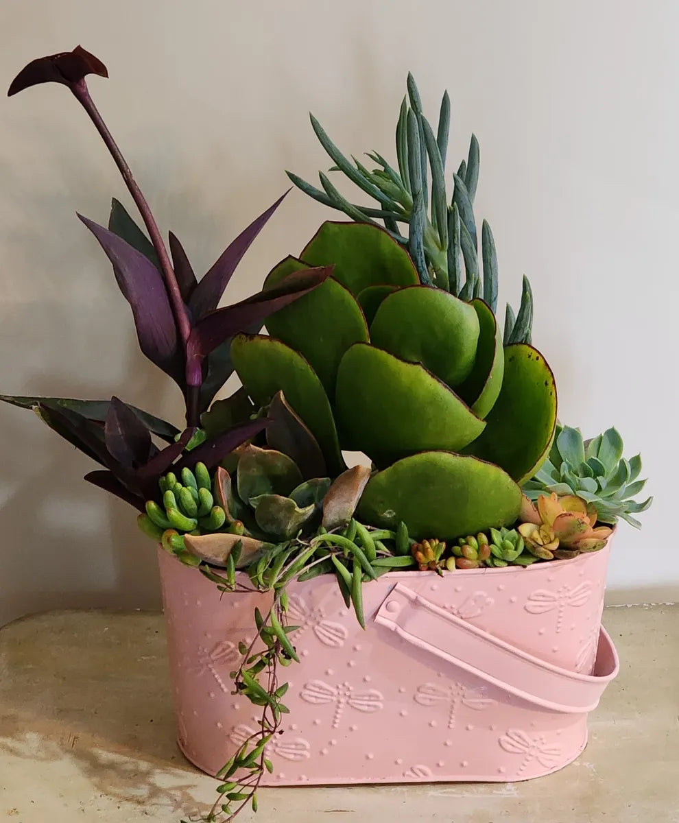 Stunning Potted Succulent Gifts