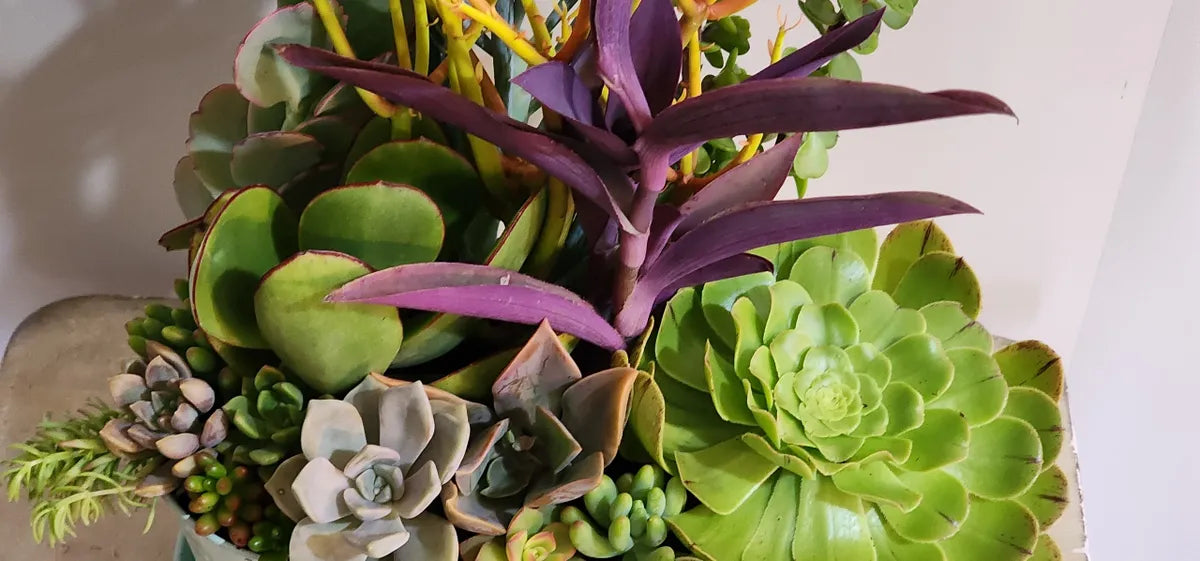 Stunning Potted Succulent Gifts