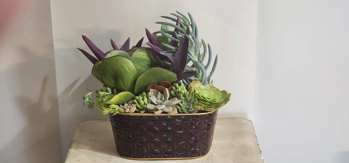 Stunning Potted Succulent Gifts
