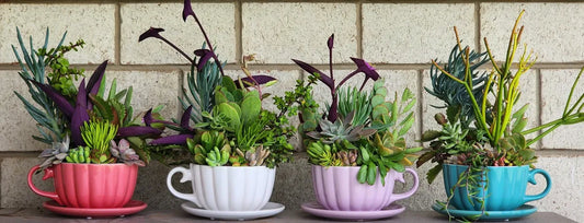 Teacup & Saucer Succulent Arrangement