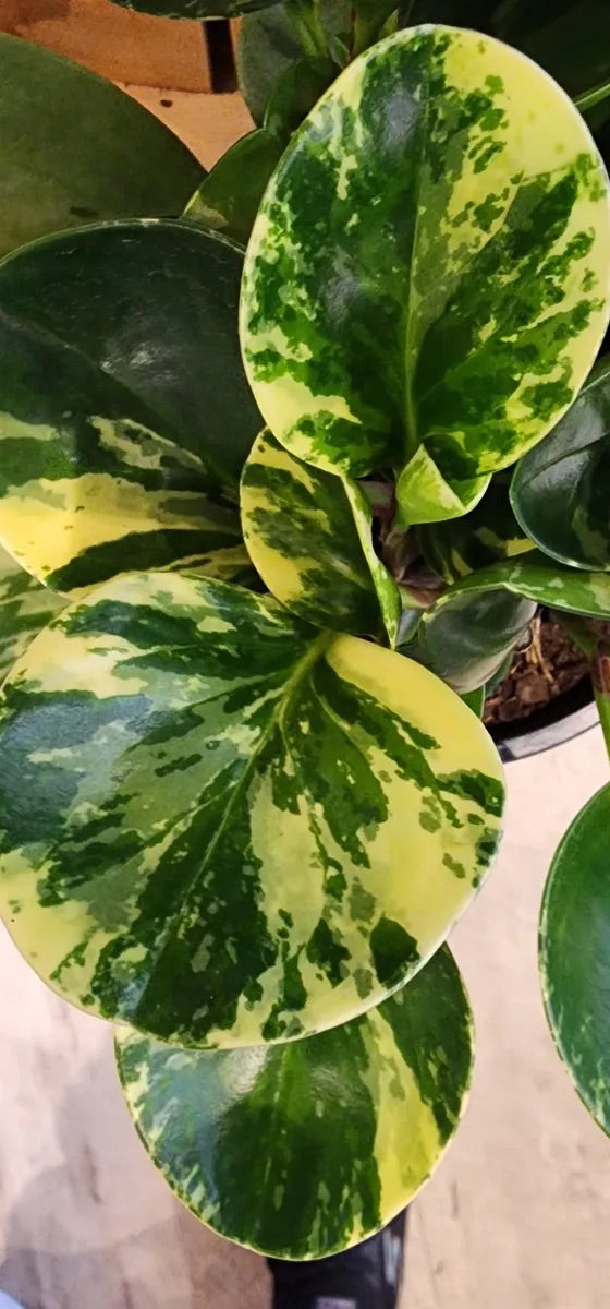 Plant Subscription Gift