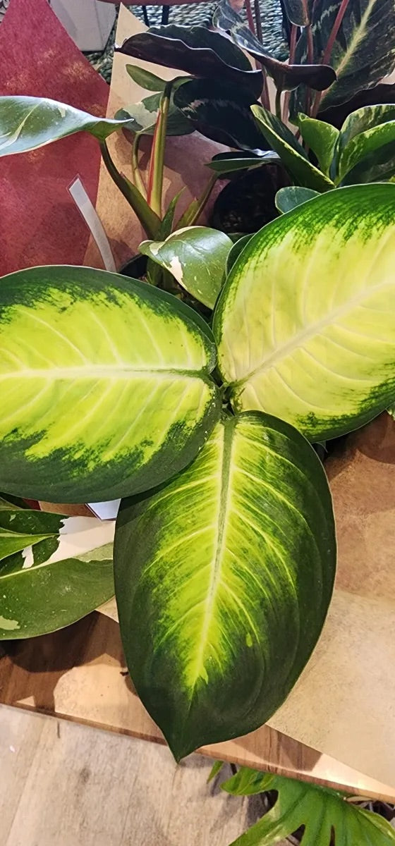 Plant Subscription Gift