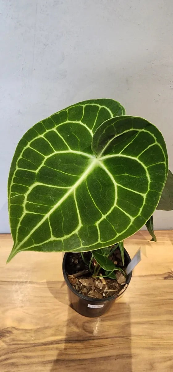 Plant Subscription Gift