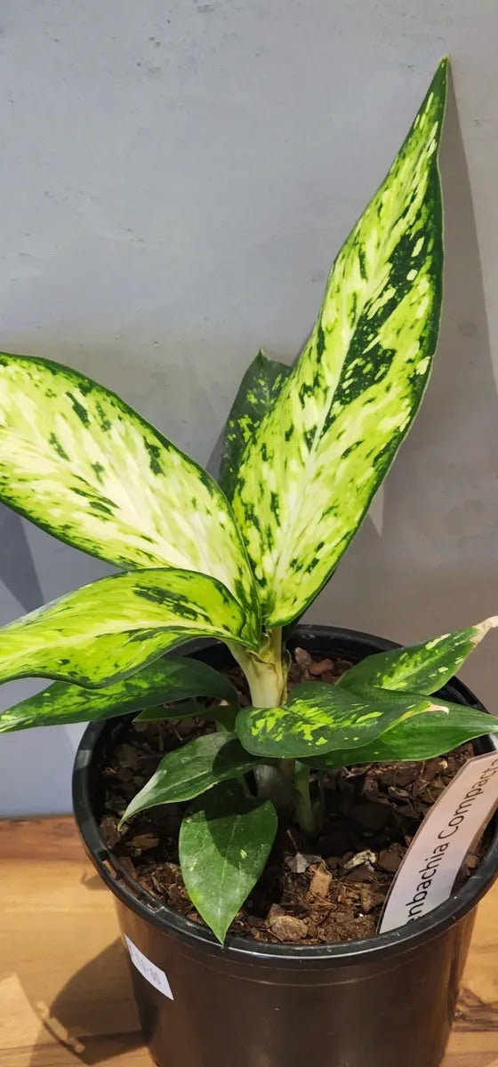 Plant Subscription Gift