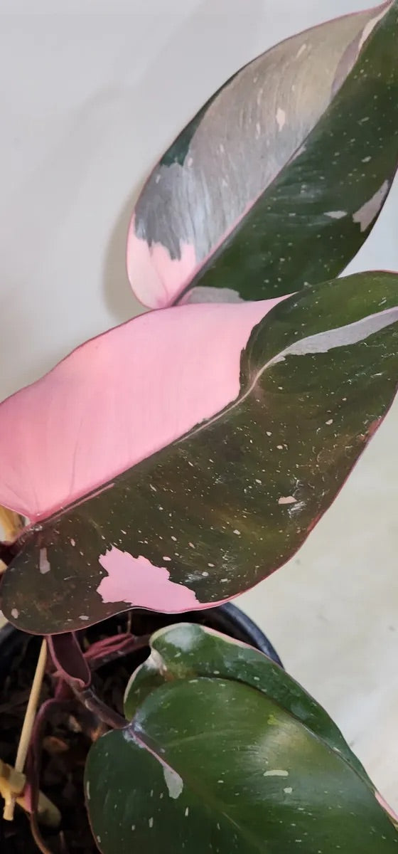 Plant Subscription Gift