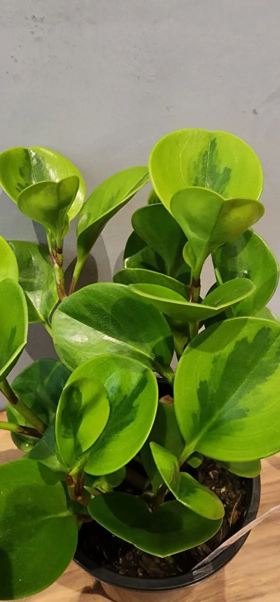 Peperomia Lemon Lime Houseplant