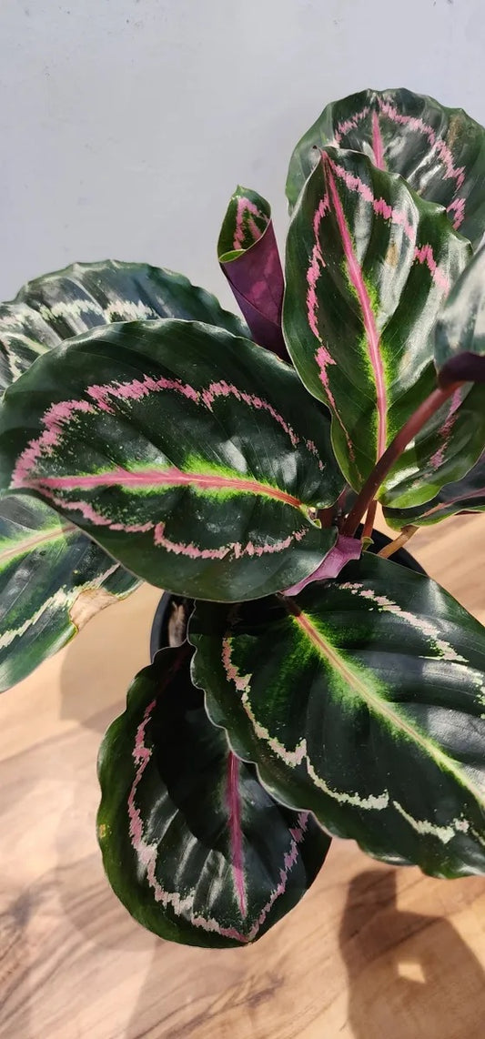 Calathea Illustris Houseplant