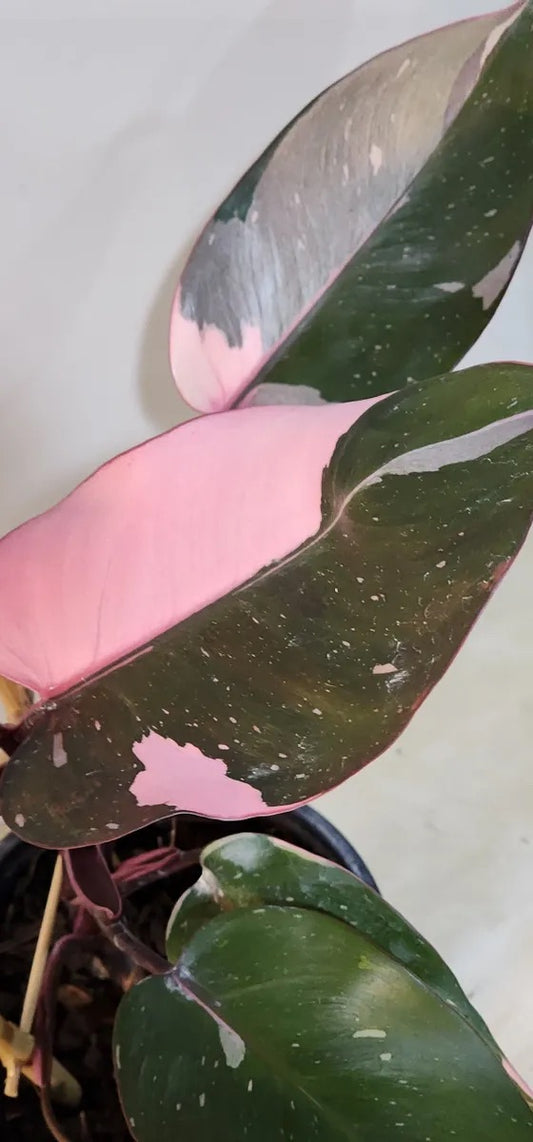 Philodendron Pink Princess Marble