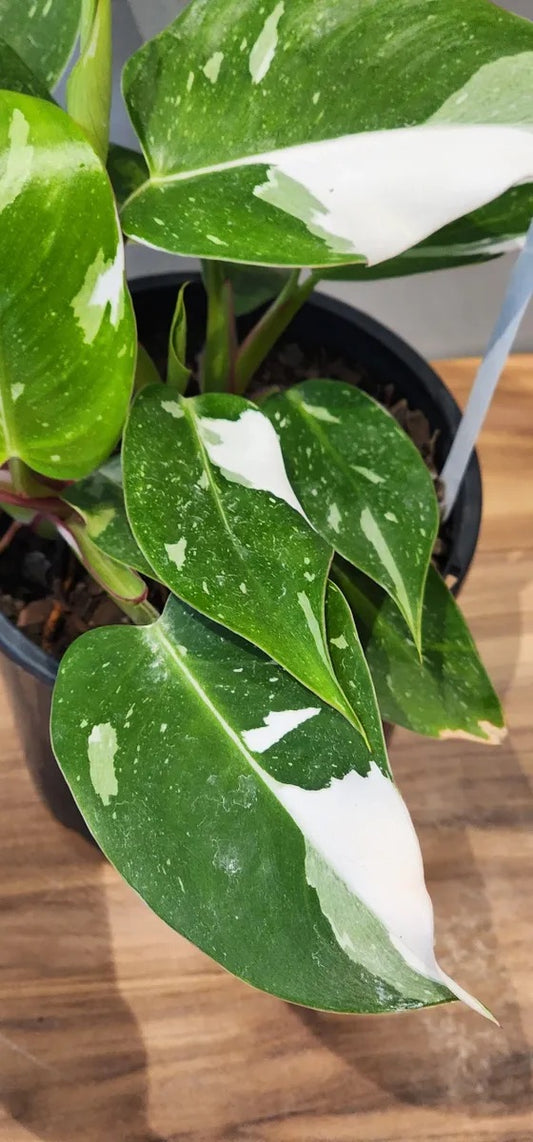 Philodendron White Princess Houseplant